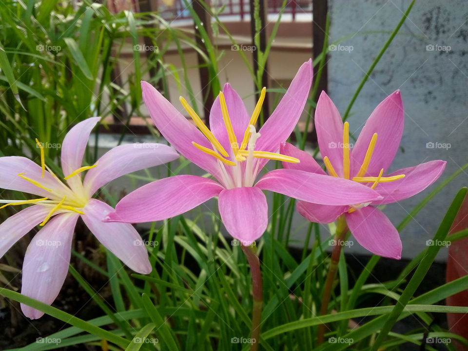 beautiful pink lily flower
