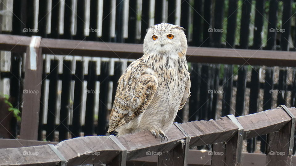 A owl on a fence