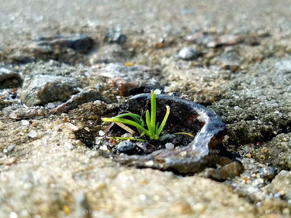 Grass growing by itself