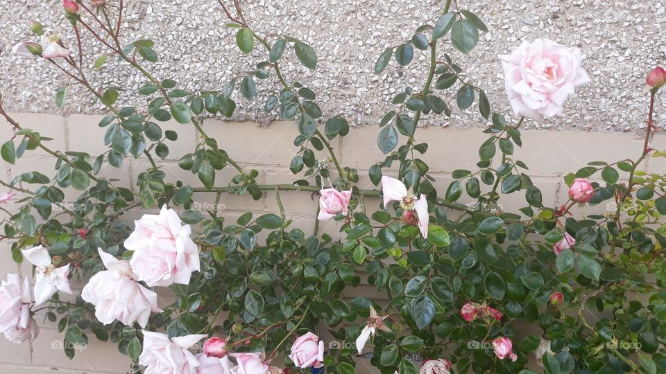 Pink Rose's ⚘🏵🌷