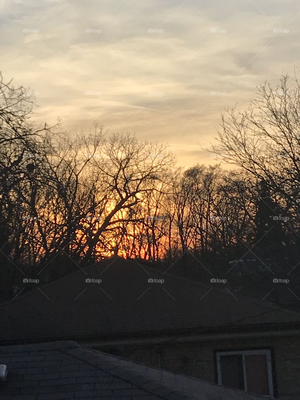 Silhouette of trees against the sunset 