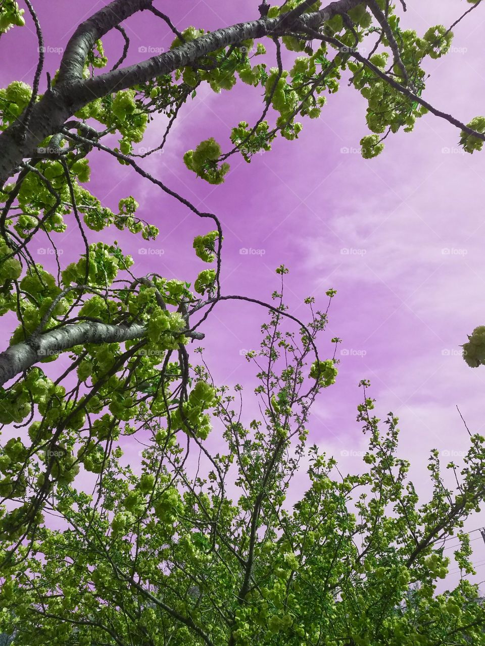 Flora, Tree, Leaf, Branch, Nature