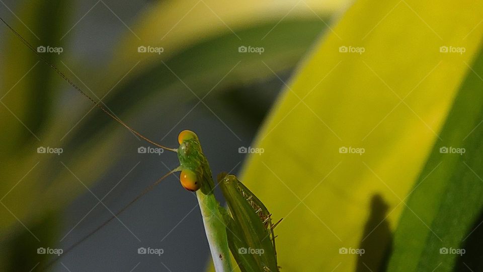 Mantis, mantis laughing at us, mantis disgusting face expression, mantis expression mantis eyes
