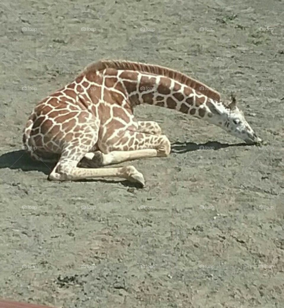 Taj the baby giraffe at Animal Adventure Park in Harpursville, NY