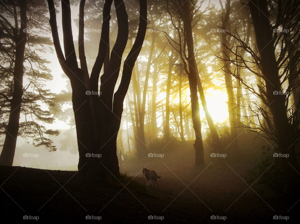 nature trees shadows sunrise by runtographer