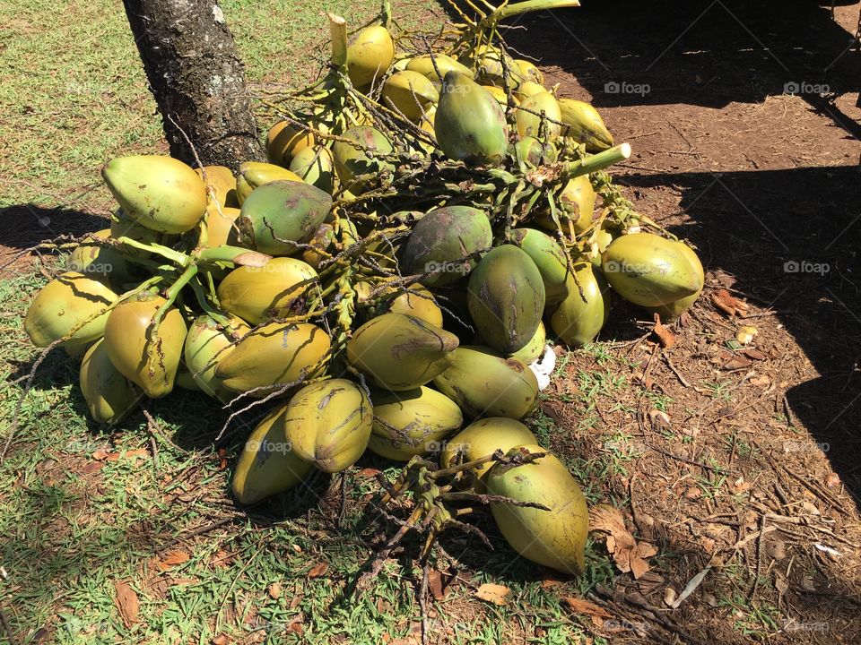 Heap of fresh green coconuts