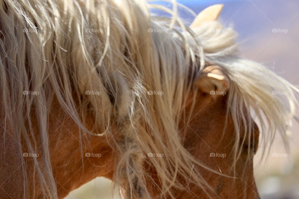 Closeup blonde knotted mane and neck and head profile of wild American Palomino mustang stallion outdoors 