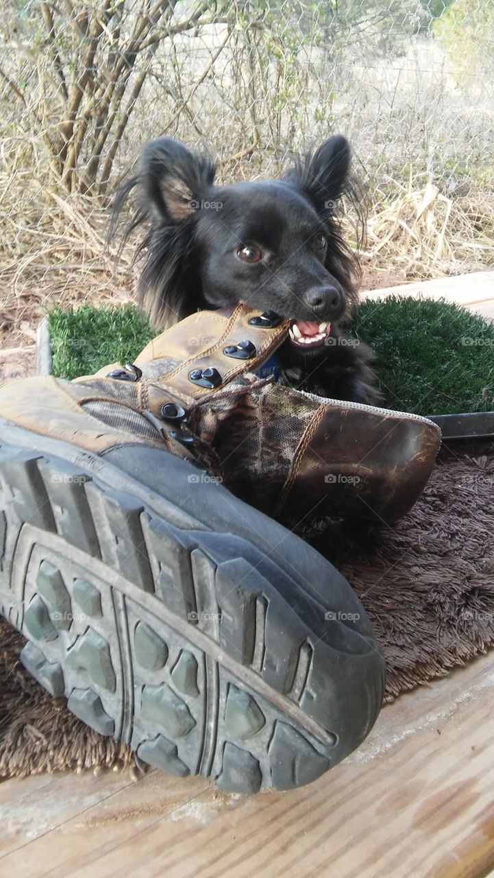 black longhair Chihuahua work boot deck