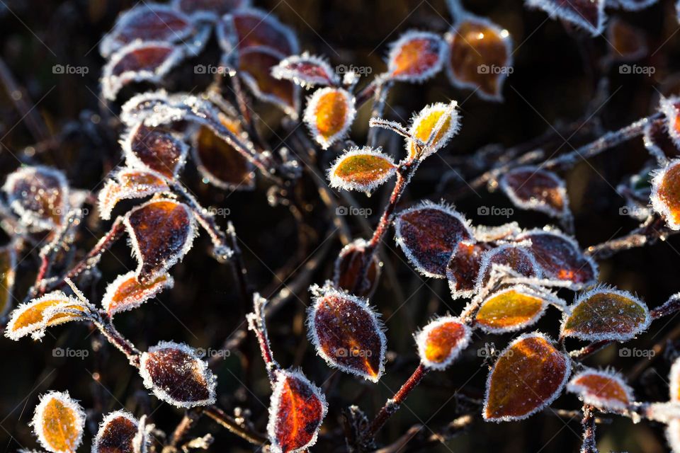 Sun shining on a tree with colorful leaves with frost edges outdoors, dark background 