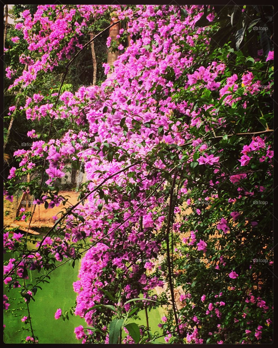 De dias atrás - 
🌼#Flores da #SerraDoJapi, para alegrar e embelezar nosso dia!
#Jardinagem é nosso #hobby.
🌹
#flor #flowers #flower #pétalas #garden #natureza #nature #flora 