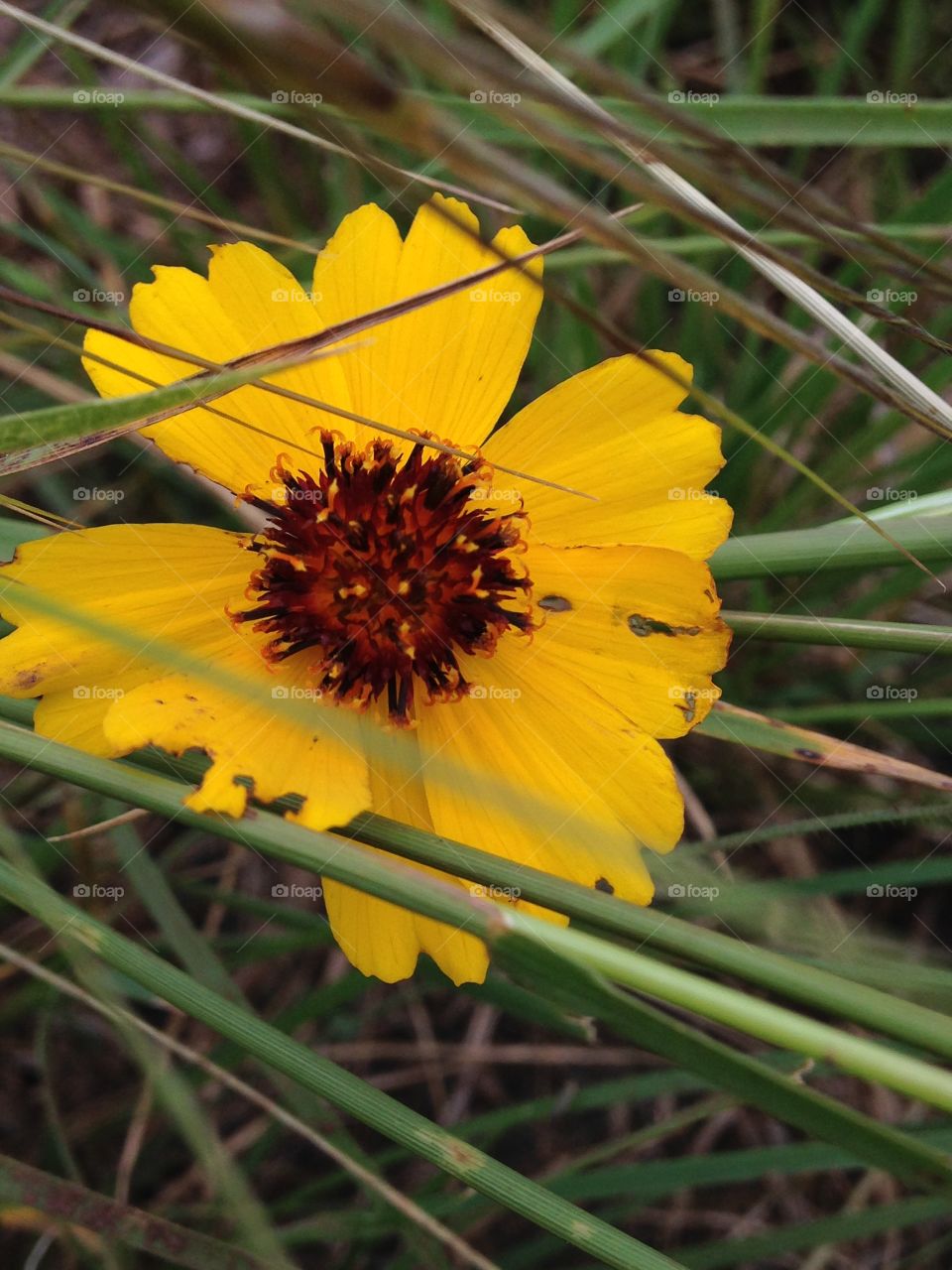 Texas wildflower. Picture of a flower in a field