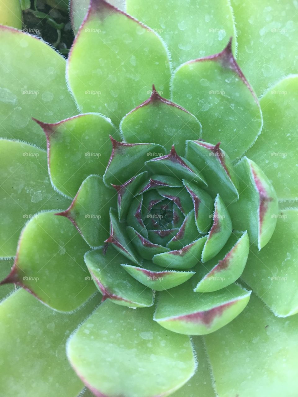 Succulent close up