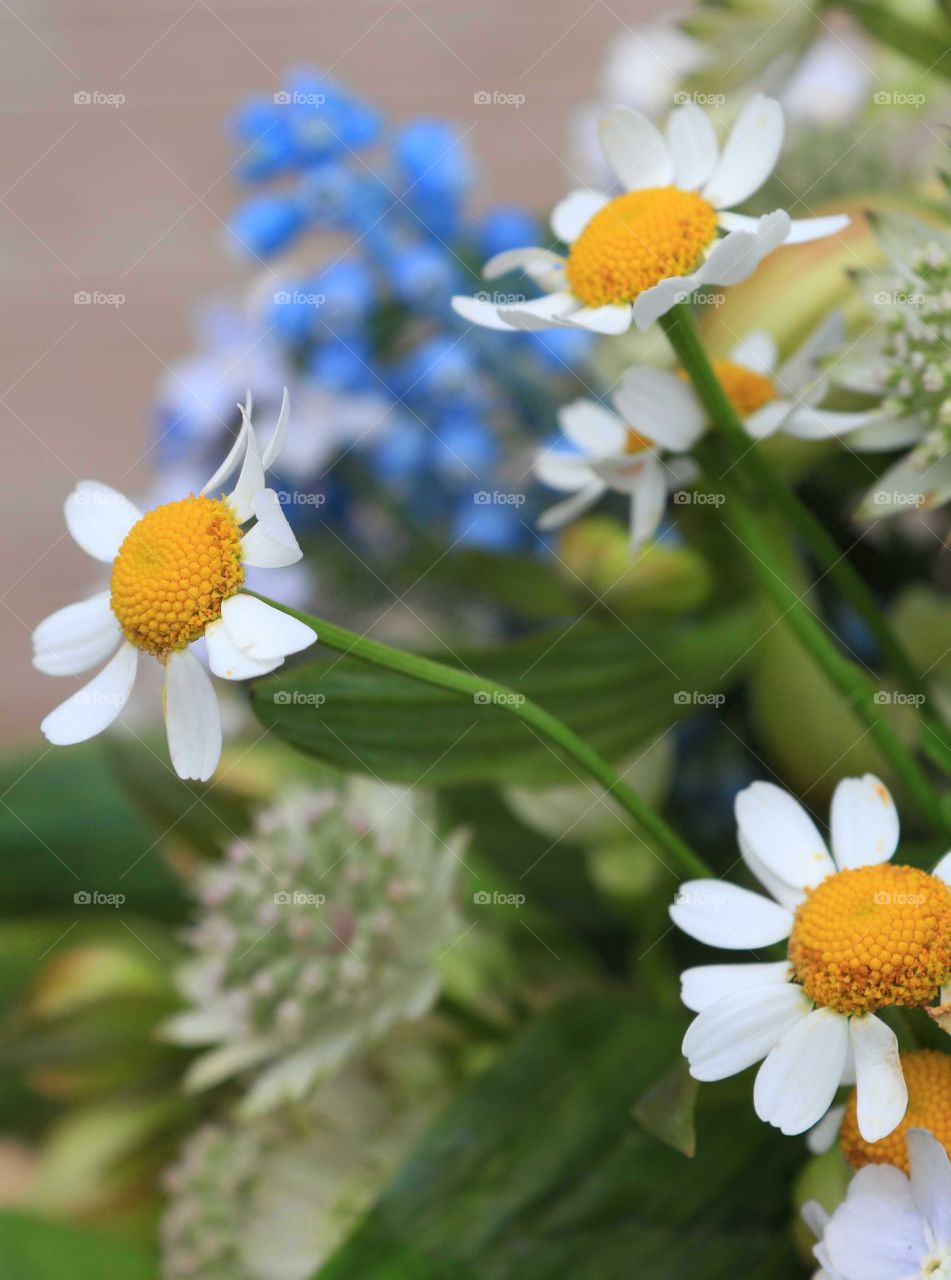 Summer daisies