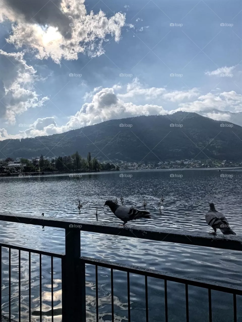 Pigeons