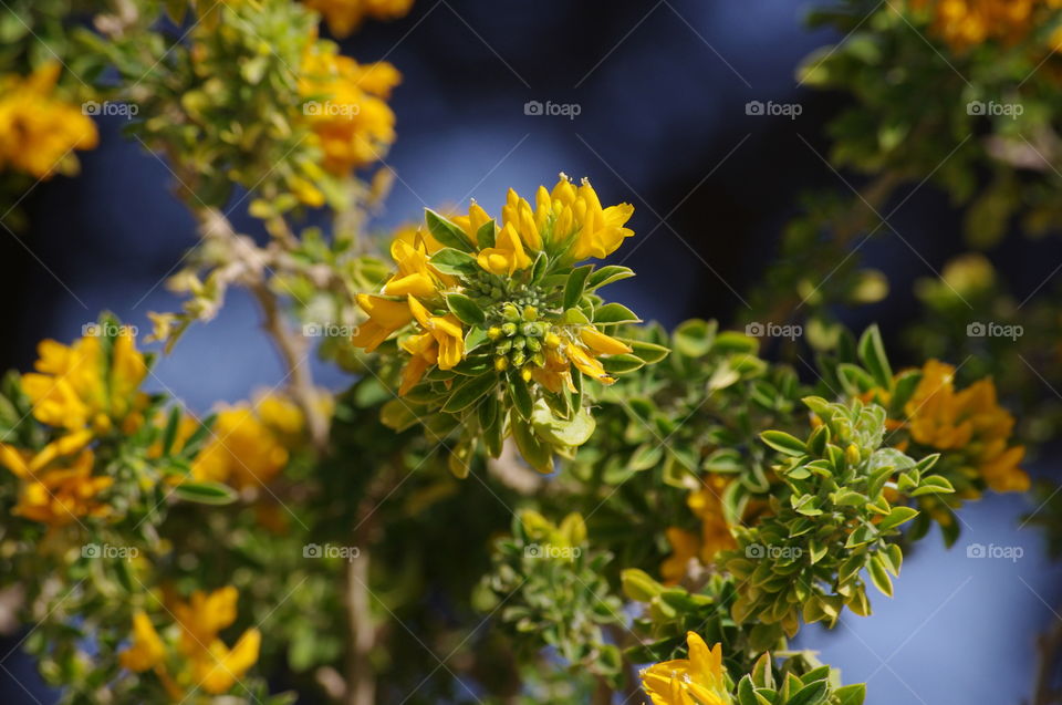 yellow flowers