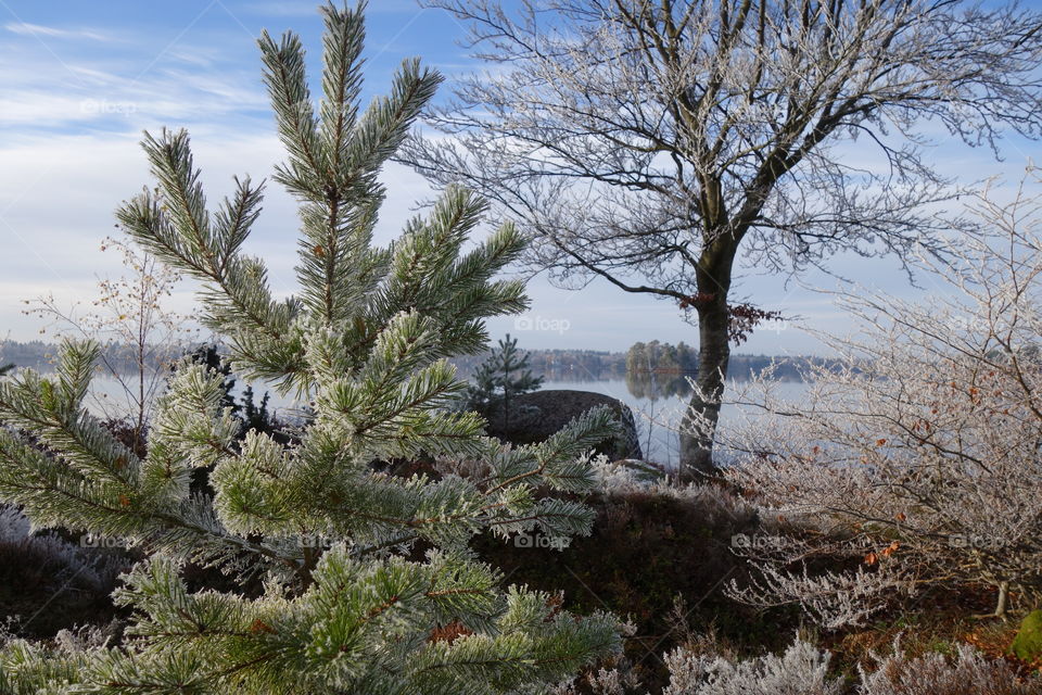 Scenic view of winter trees