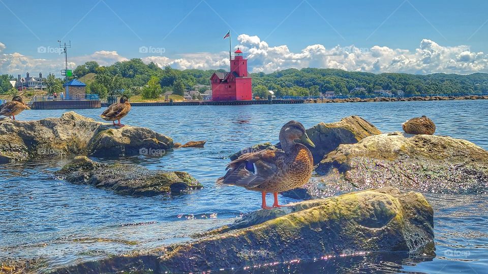 lighthouse and a duck