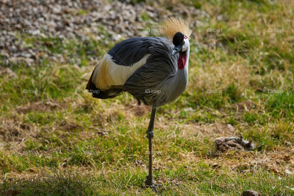 A beautiful bird stands on one leg at a zoo