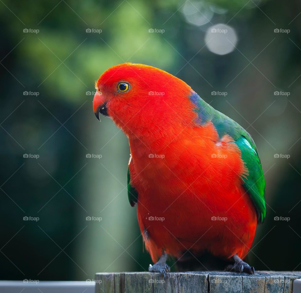 Beautiful and cute parrot bird