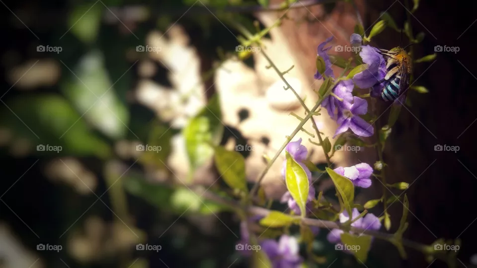 Bee