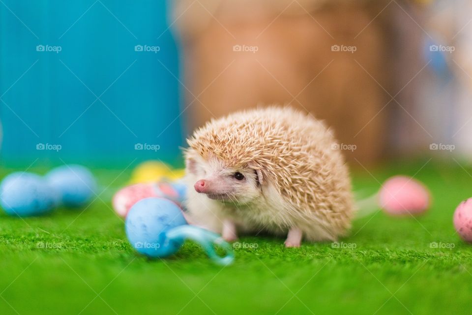 hedgehog