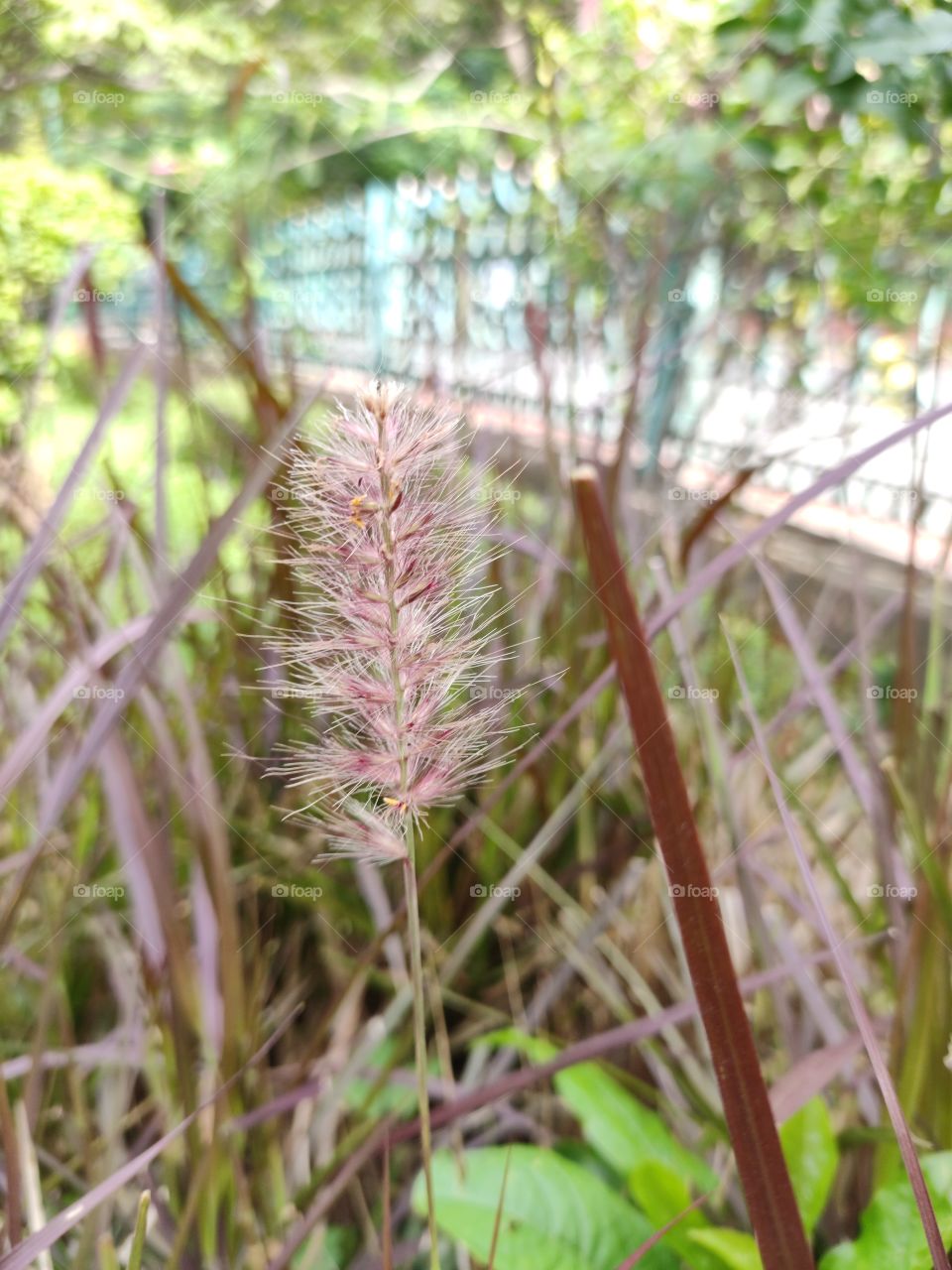 Bright colored wild Grass and flower captured @cubbon park Bangalore India