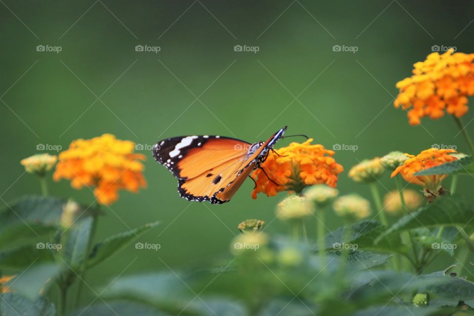 butterfly with opened wings