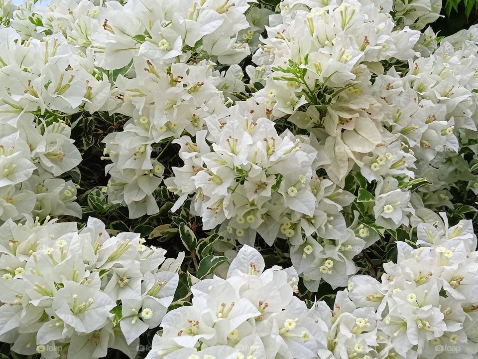 White flowers.