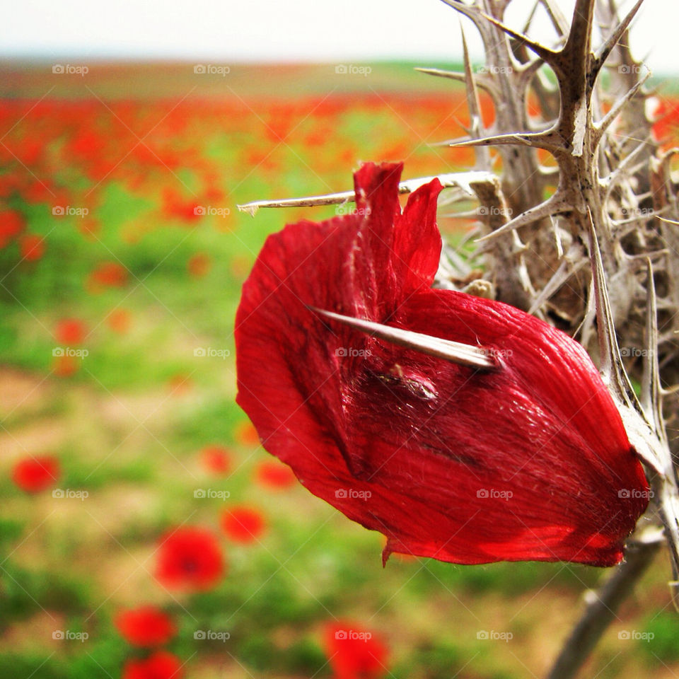 green spring flowers red by hofit25