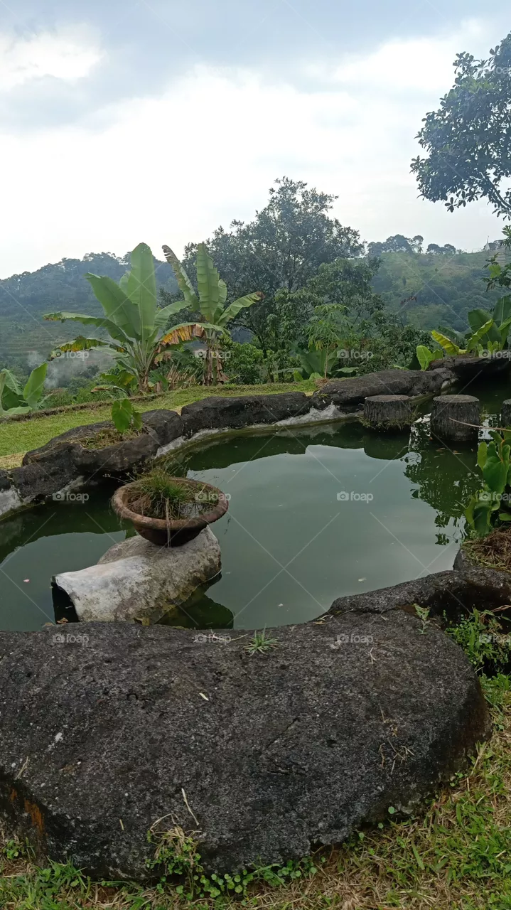 pond of fish