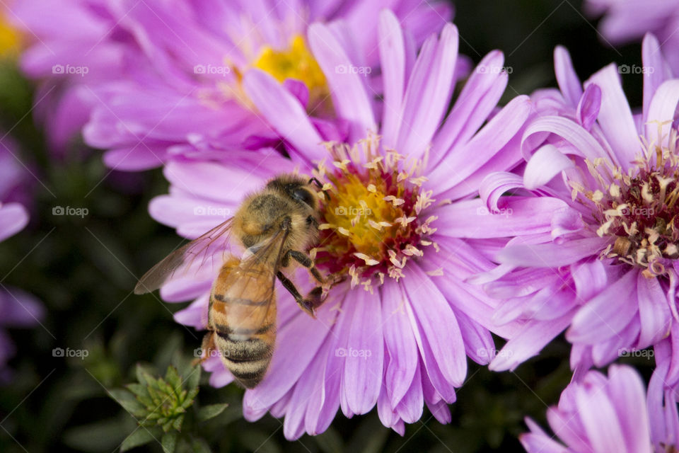 Bee on Autumn Aster