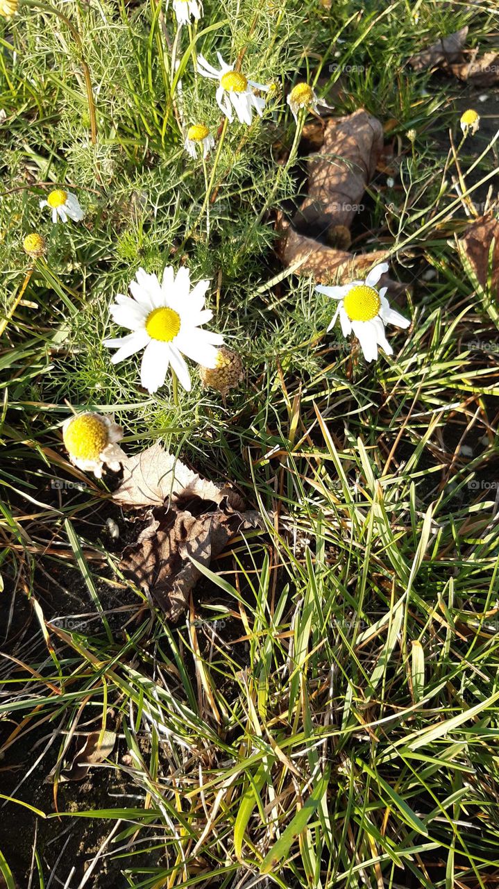 ромашка в грудні