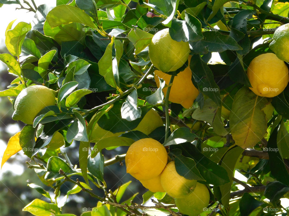 lemon tree