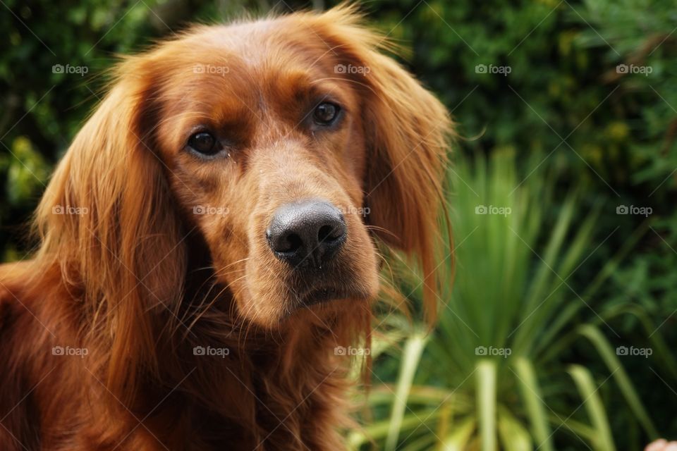 Curious look from a Red Setter Dog