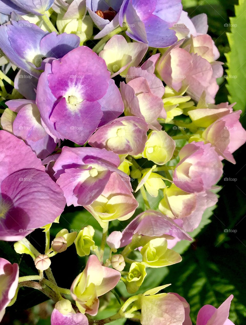 Hydrangea bloom