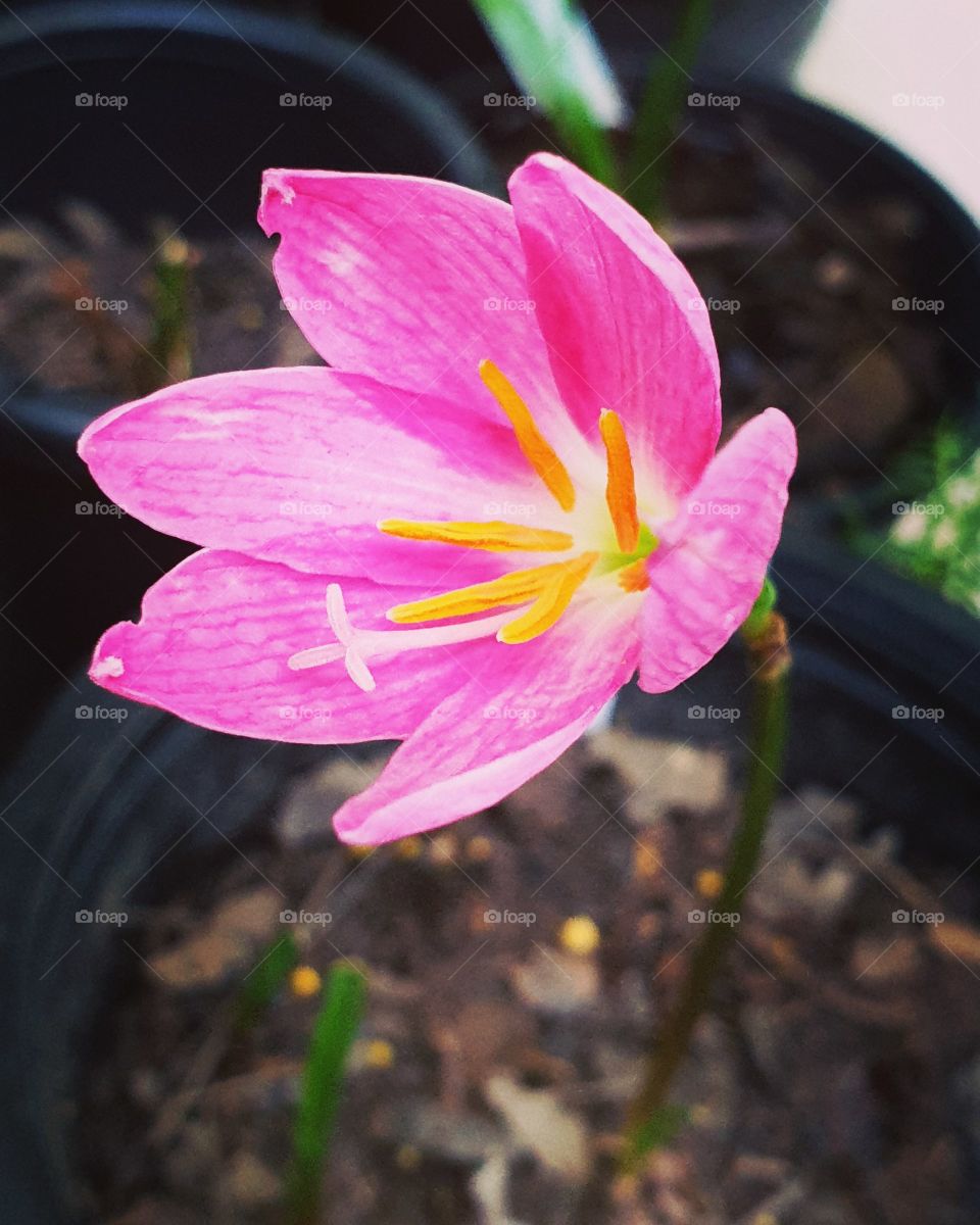 beautiful rain lilly