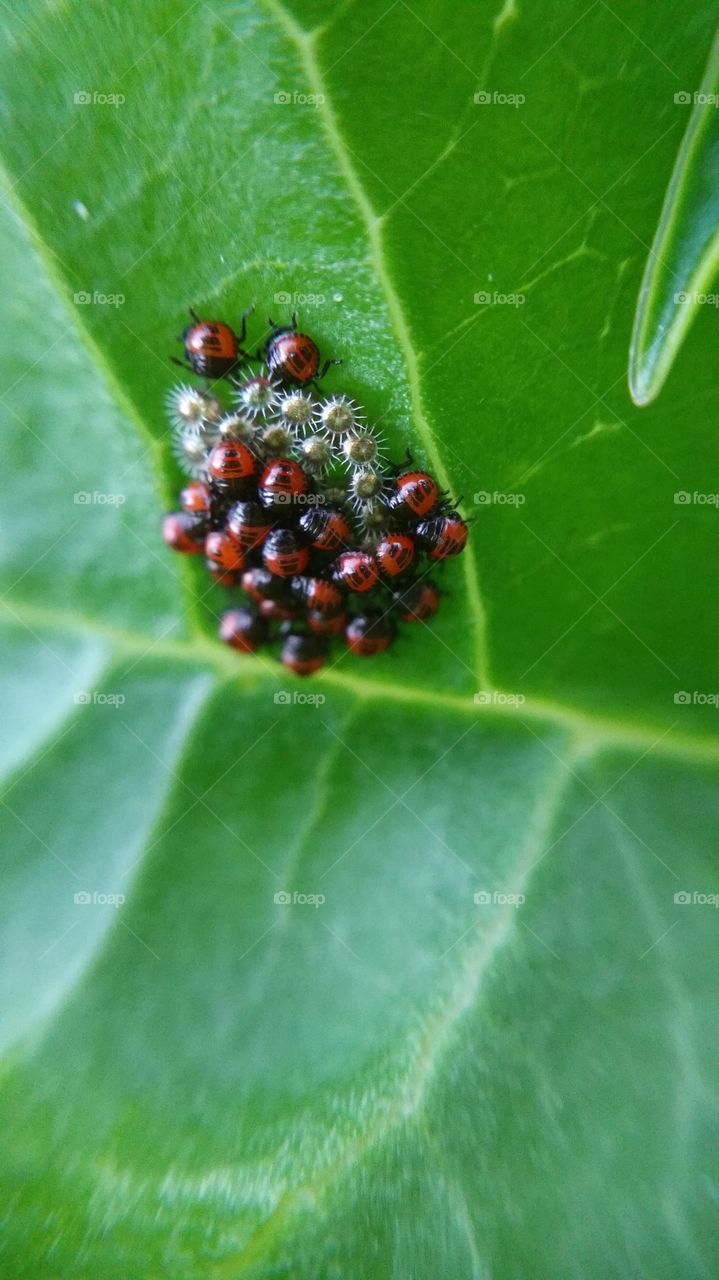 Spiny stink bug eggs and nymphs