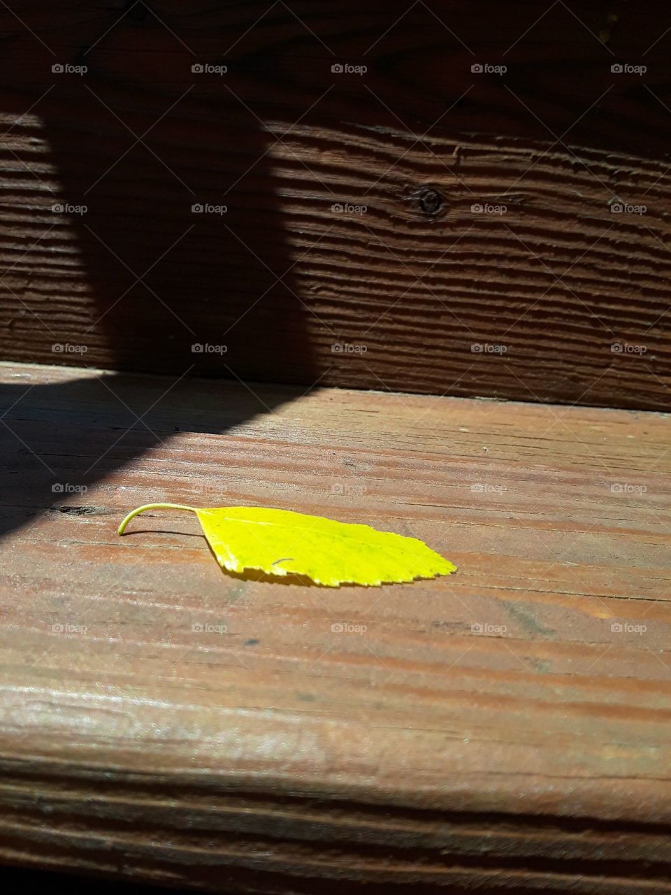 Beautiful contrast between the brown wood steps and the bright yellow leaf.