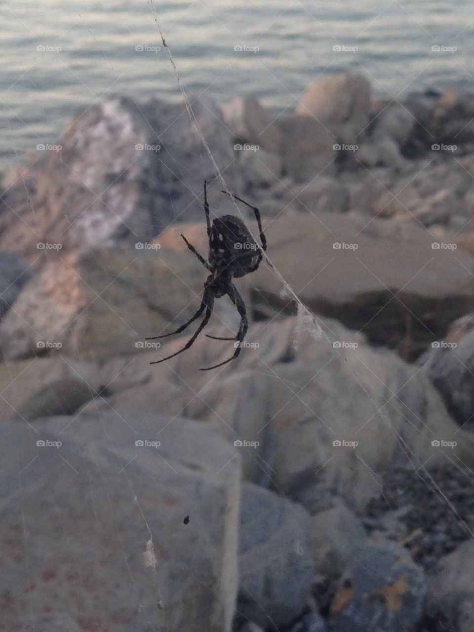 Big spider at Salt Lake City, USA