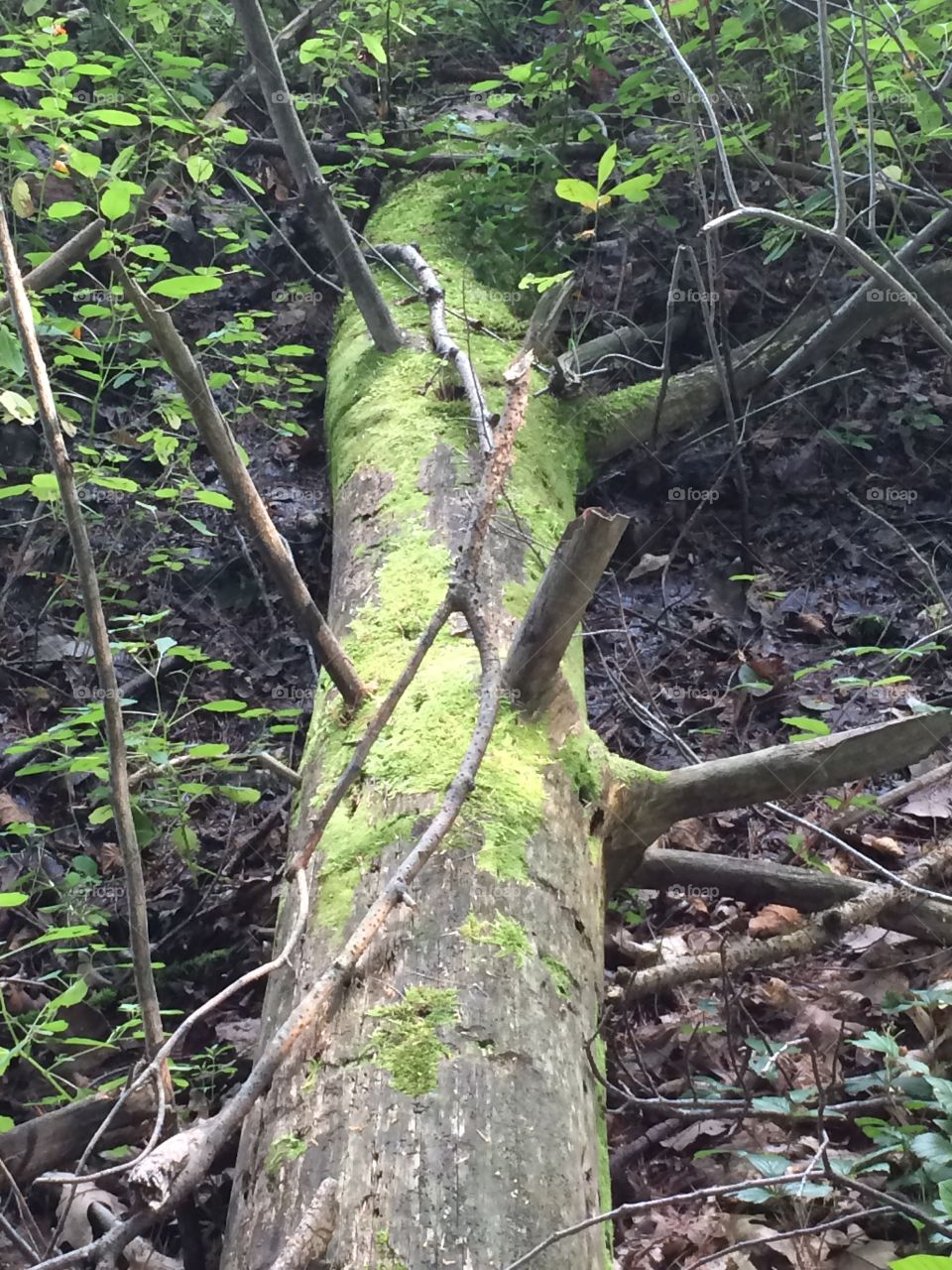 Moss on Tree