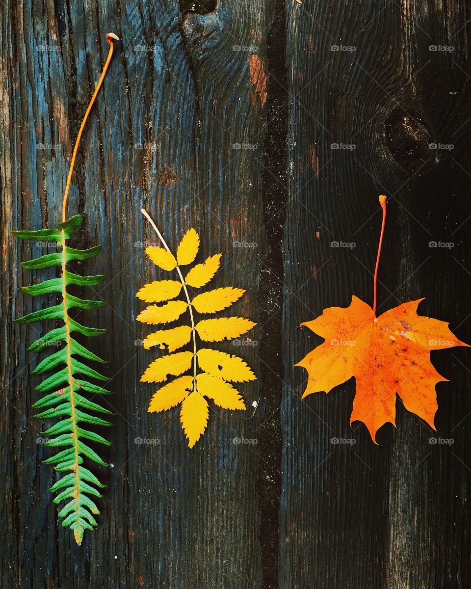 High angle view of autumn leaves