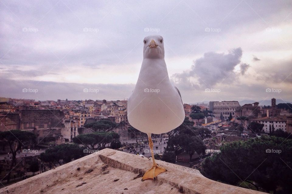 One Legged Roman Seagull