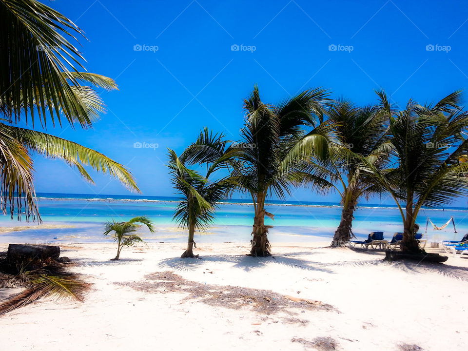Palm trees along the sea