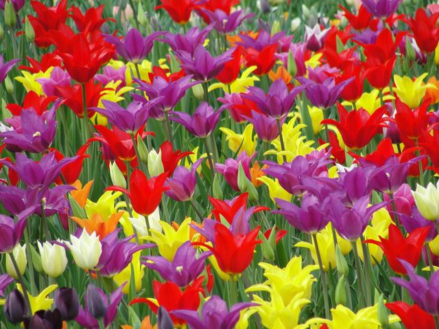 Tulips
