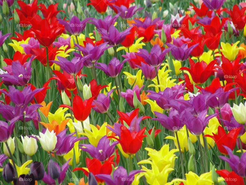 Tulips