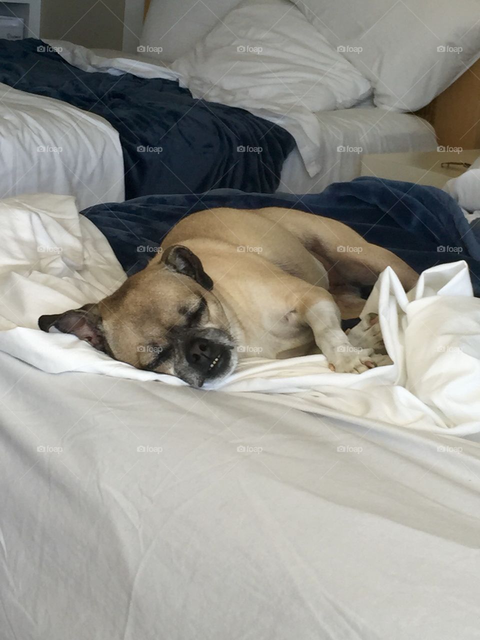 Hi, I am Choo Choo, a chihuahua/pug mix, also known as "Chug". I love going to the Florida Keys on vacation. Running through the sand, chasing crabs, and getting my paws wet on the ocean shore can be quite demanding. All these exercise makes me quite tired and there nothing better than taking a nap or two on my mommy's bed. She is cool with that.🐾