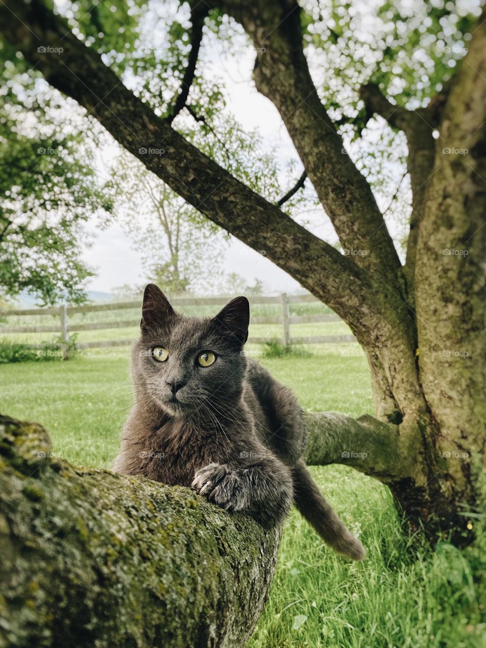 Cat on tree branch 