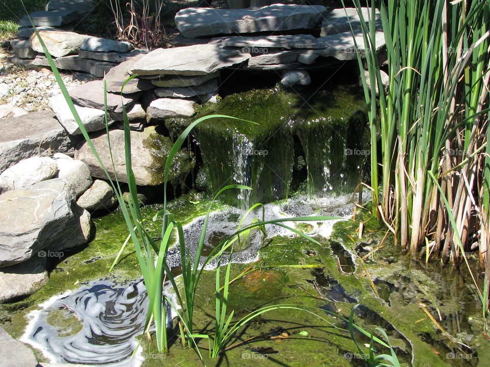 Small garden pond
