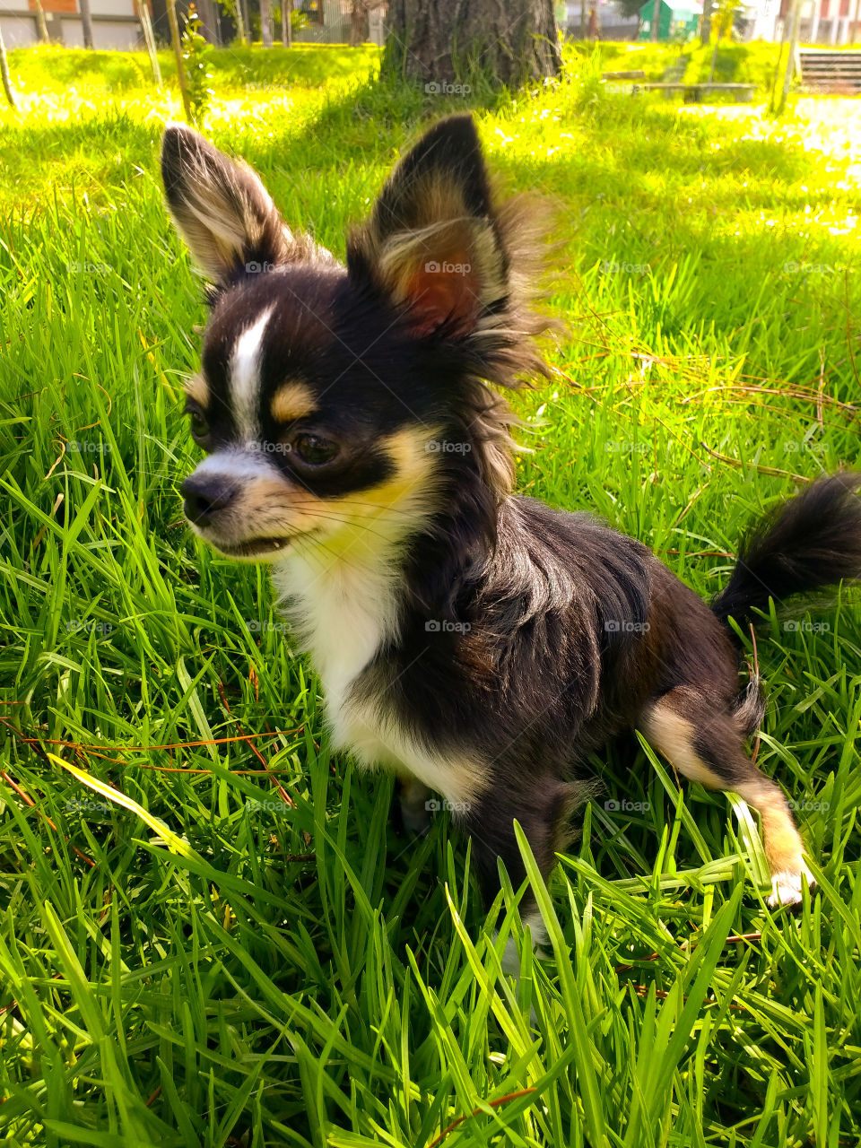Chihuahua!