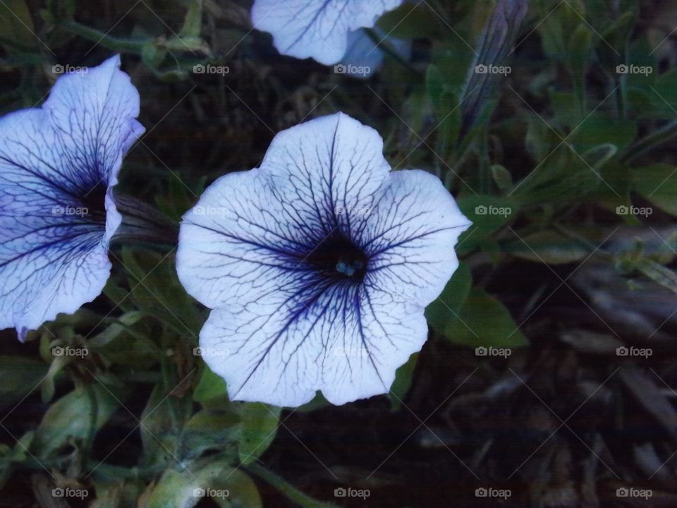 Close up of Blue Flower